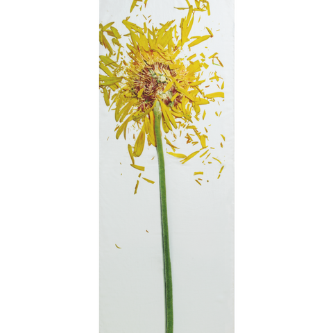 Schal mit Scattered Calendula Druck